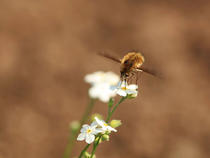  Dlouhososka velká - Large Bee-fly 