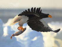  Orel východní Steller's Sea Eagle